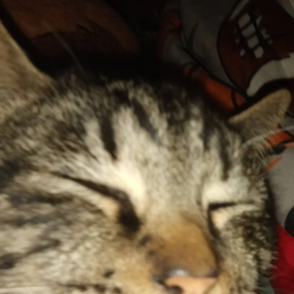 chat with ai character: my cat