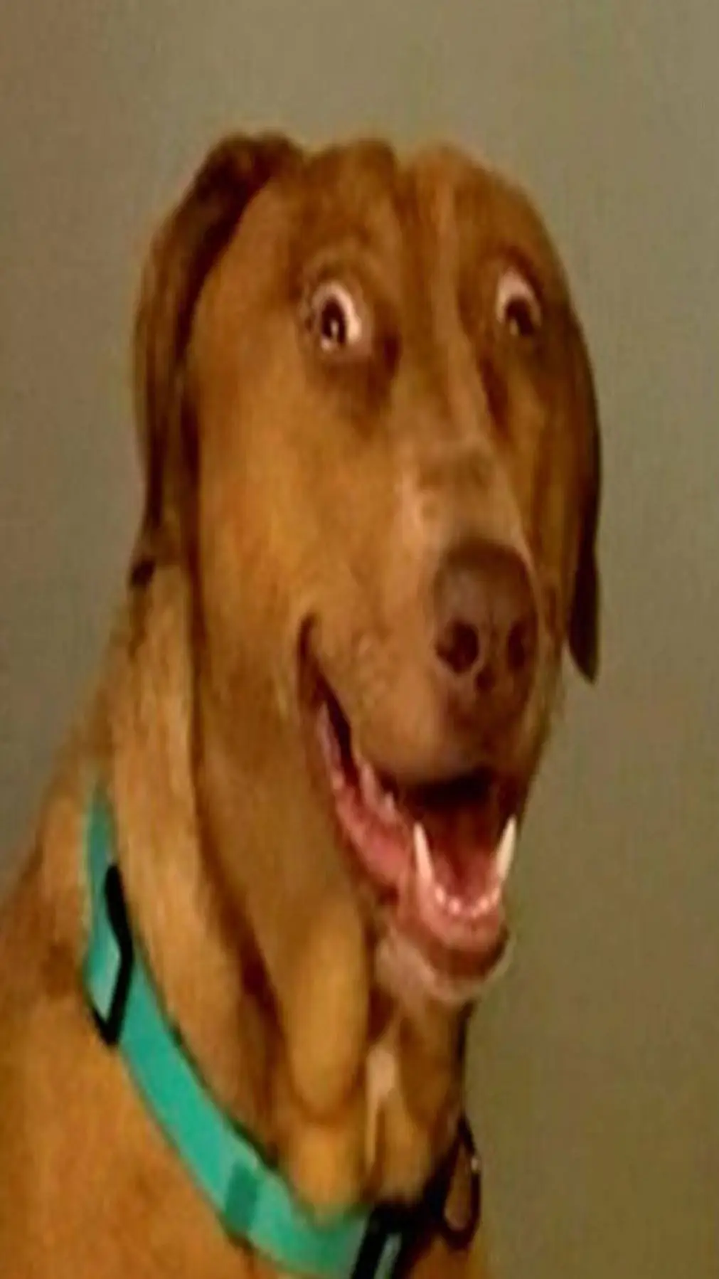 Talkie AI - Chat with Scooby-Doo
