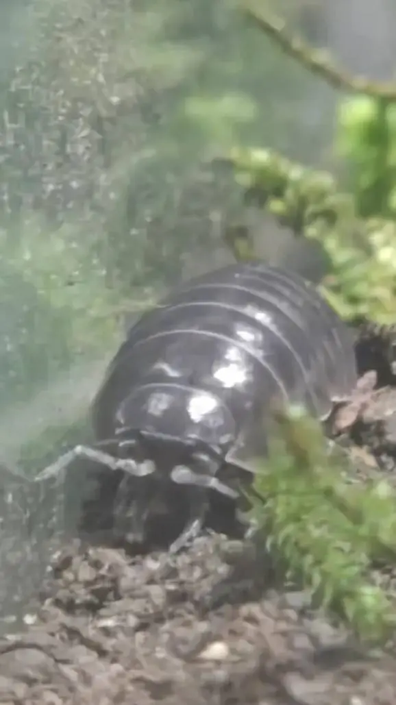 ai character: pill bug background
