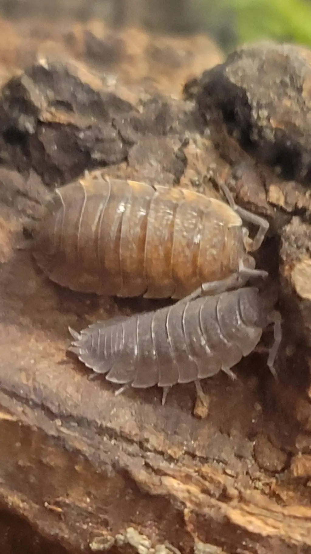 ai character: pill bug background