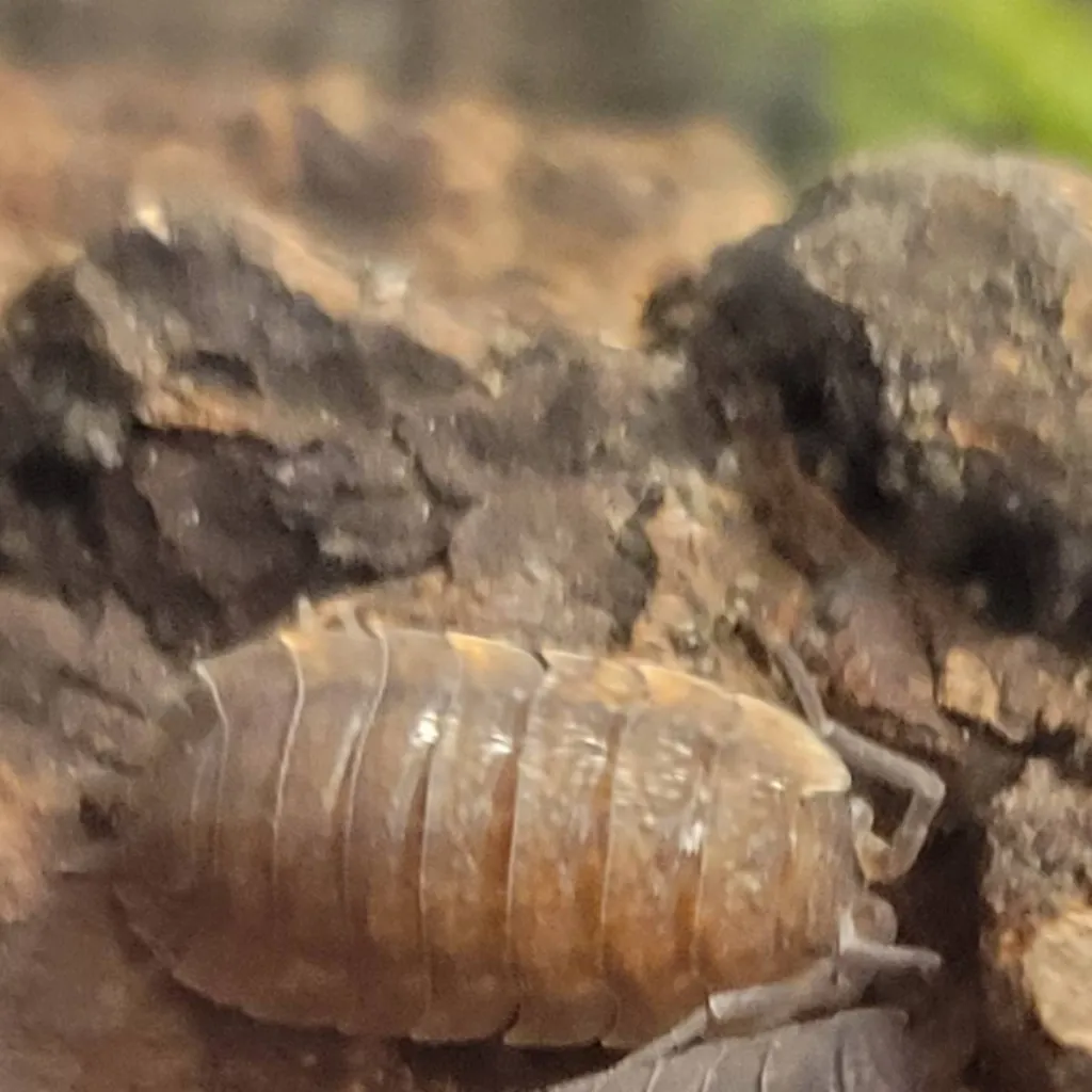 chat with ai character: pill bug