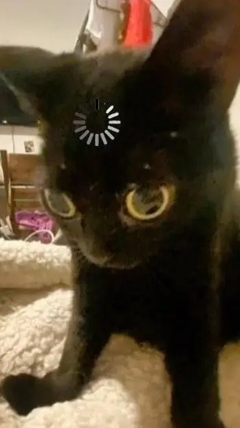 ai character: Black meme cat background