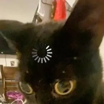 chat with ai character: Black meme cat