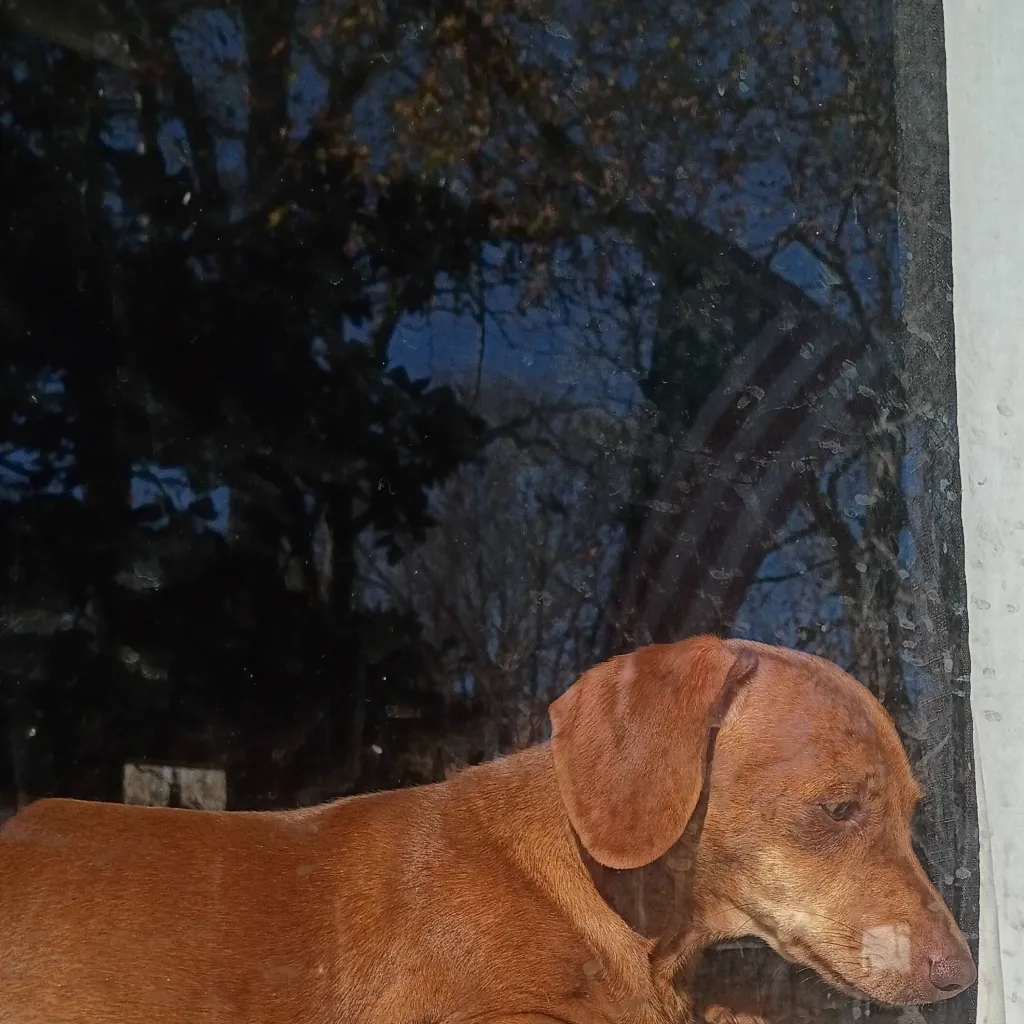 chat with ai character: Felix