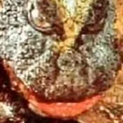 chat with ai character: Wendigo vs M-zilla