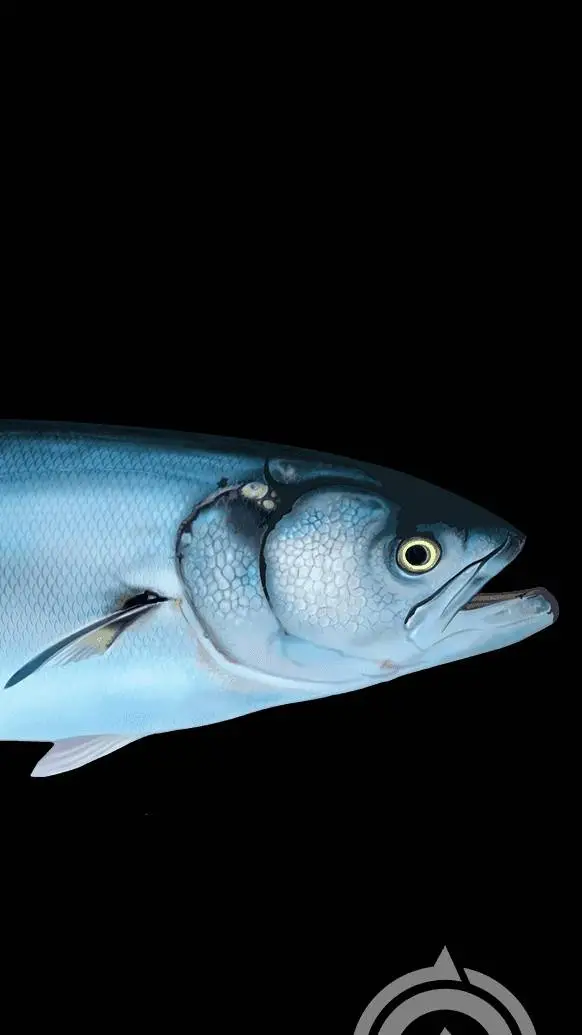 ai character: wisdom fish background