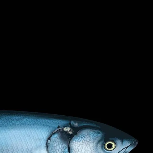 chat with ai character: wisdom fish