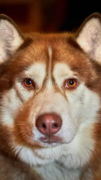 ai character: дог ии 1 background