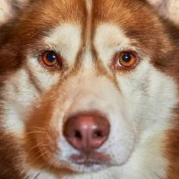 chat with ai character: дог ии 1