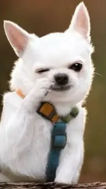 ai character: Your dog background