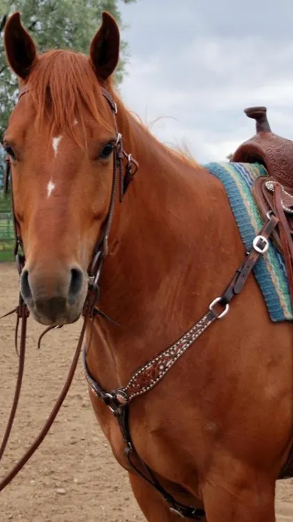 ai character: Horse Stable background