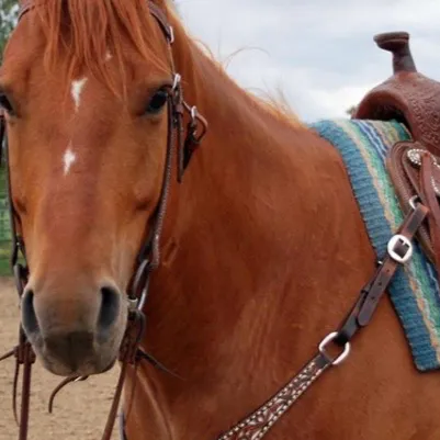chat with ai character: Horse Stable