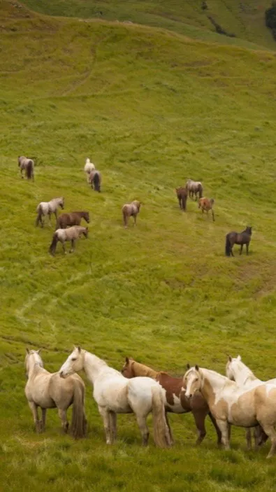 ai character: Horse Herd background