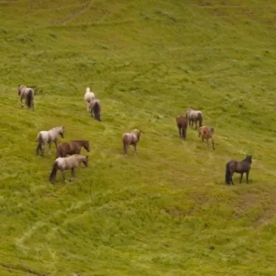 chat with ai character: Horse Herd