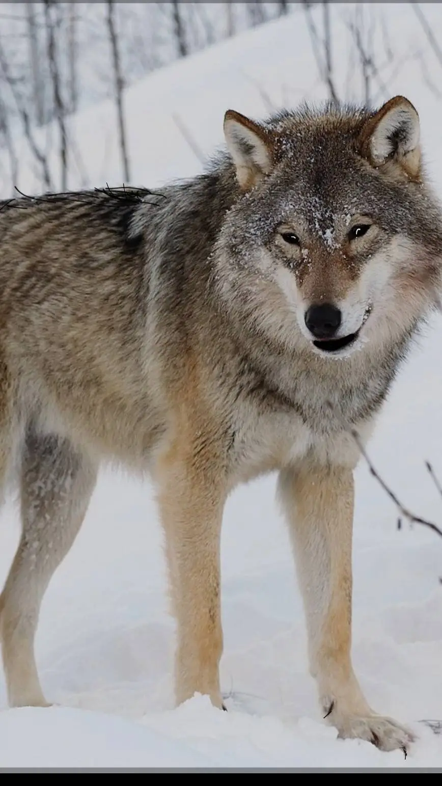 ai character: wolf deer & sheep background