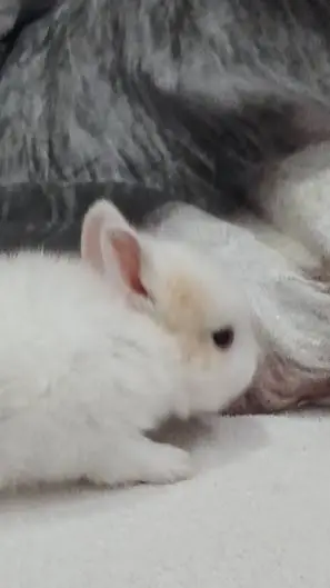 ai character: wojownice koty background