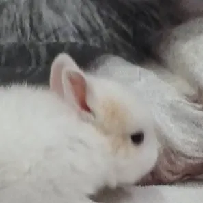 chat with ai character: wojownice koty