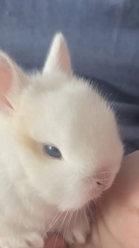 ai character: bunnys !!<3 background