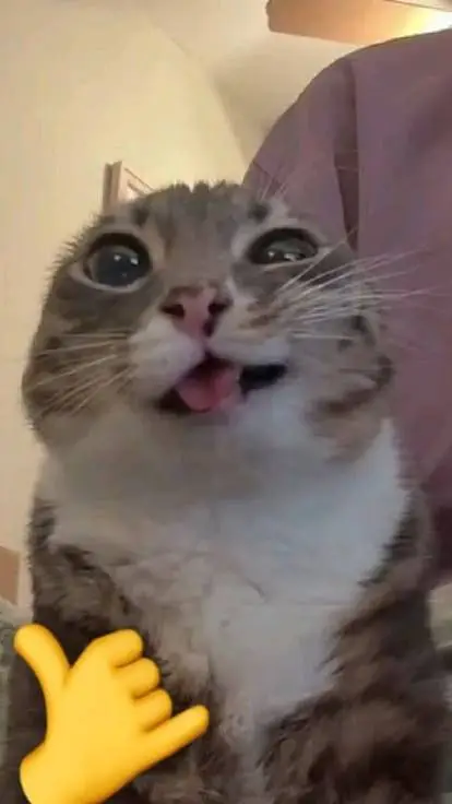 ai character: spam meow (game) background