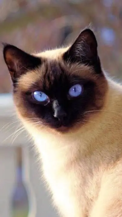 ai character: Kitty background