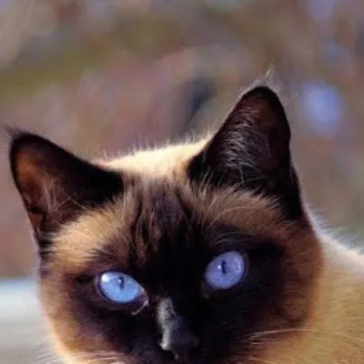 chat with ai character: Kitty