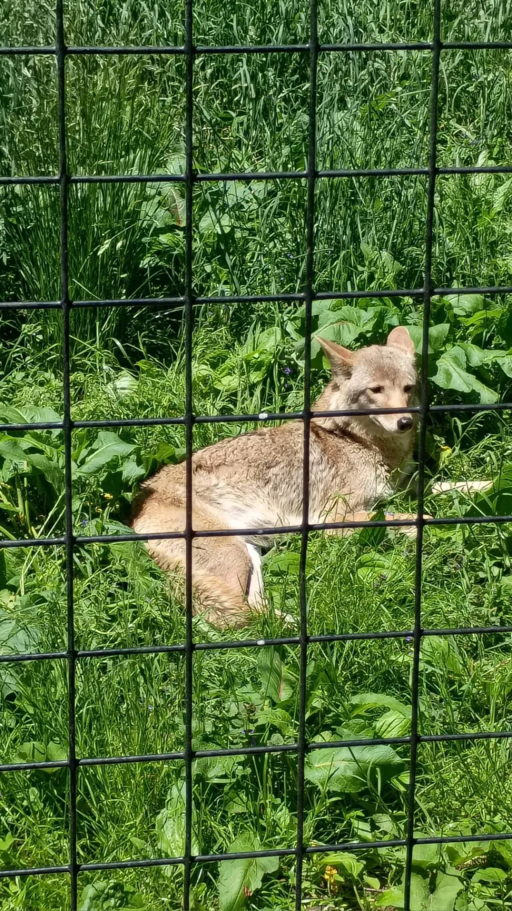 ai character:  Milley ￼￼ background