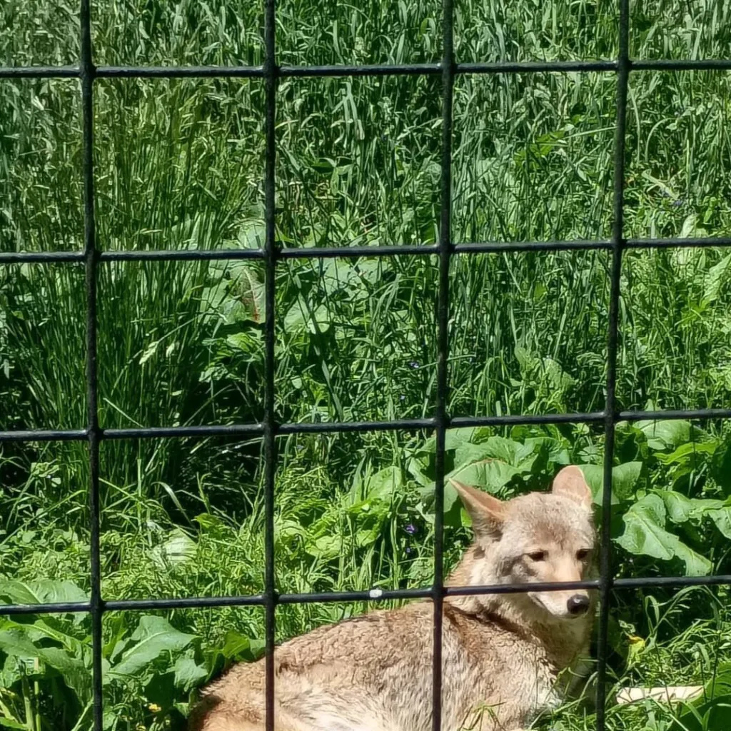 chat with ai character:  Milley ￼￼