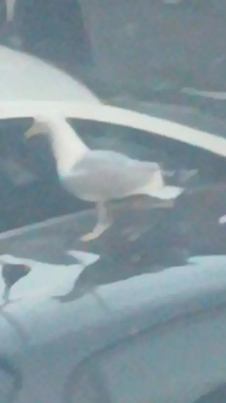 ai character: kill seagulls  background