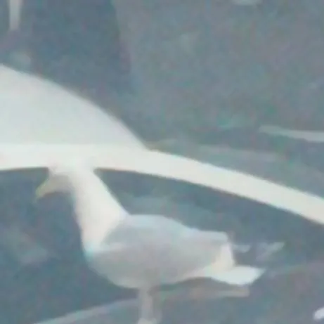 chat with ai character: kill seagulls 