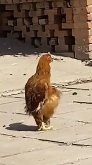 ai character: la gallina piola  background