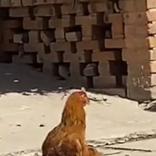 chat with ai character: la gallina piola 