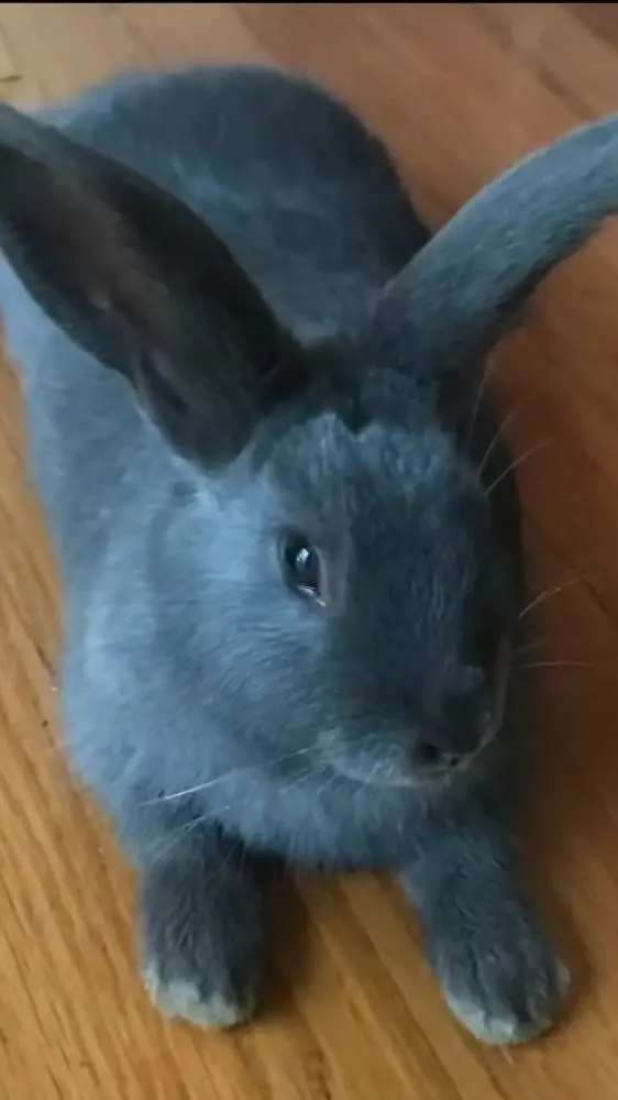 ai character: Blue bunny 🐰 💙  background