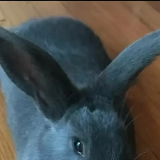 chat with ai character: Blue bunny 🐰 💙 