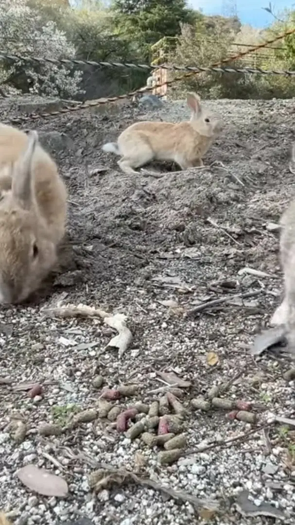 ai character: Bunny pack background