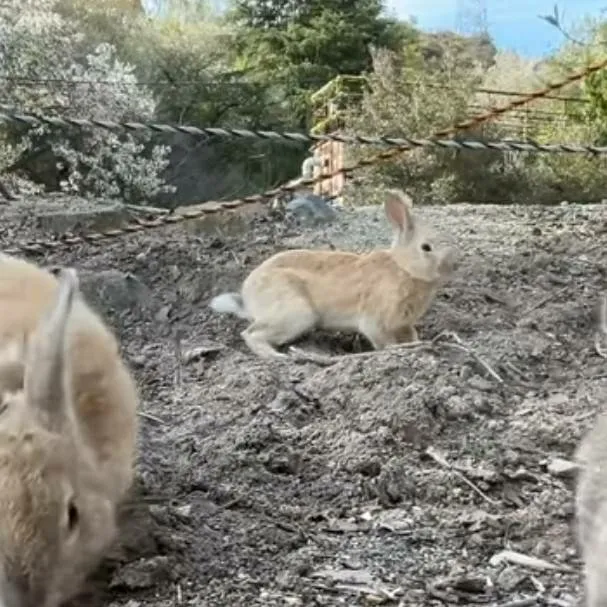 chat with ai character: Bunny pack