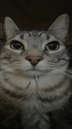 ai character: Lilith x you background