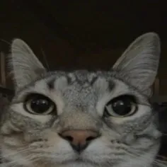 chat with ai character: Lilith x you