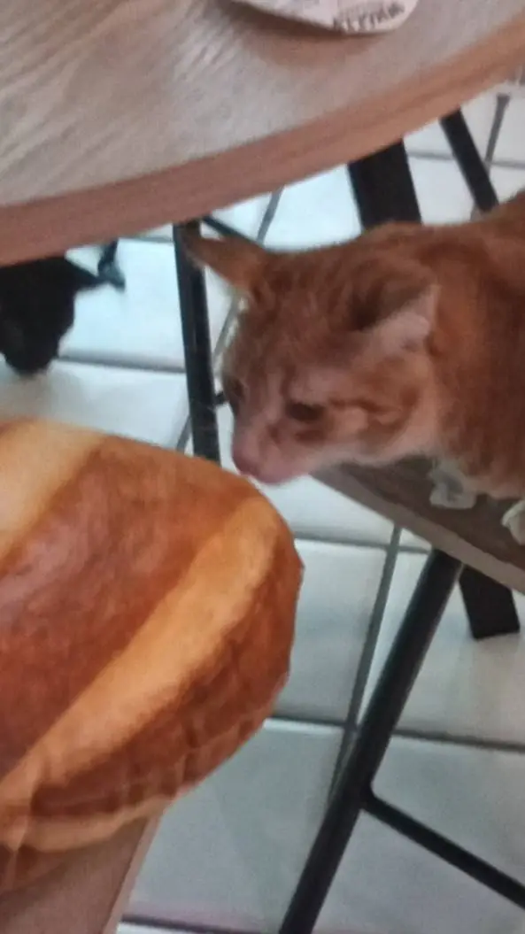 ai character: ziggy and bella background