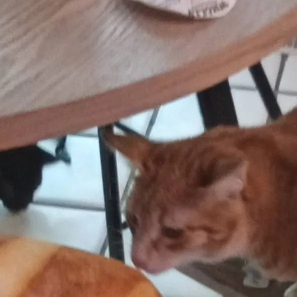 chat with ai character: ziggy and bella