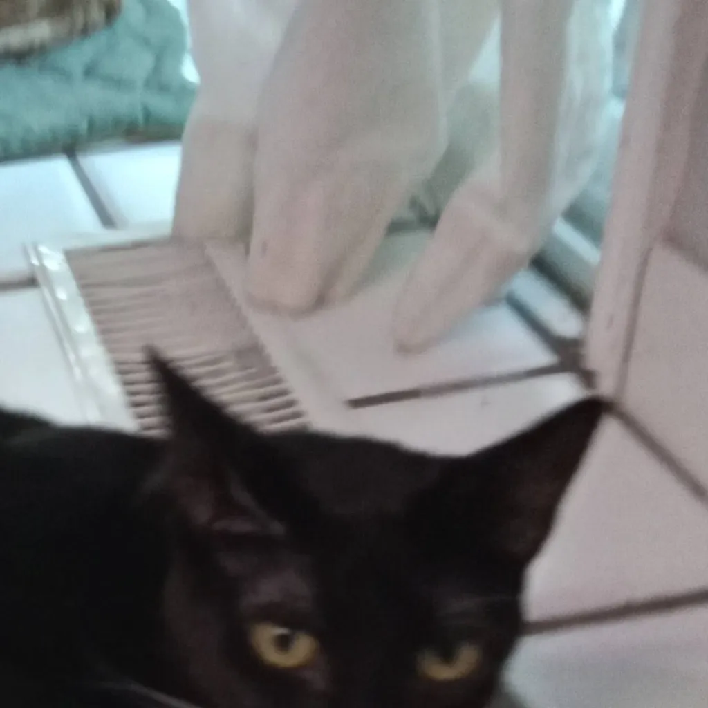 chat with ai character: luna