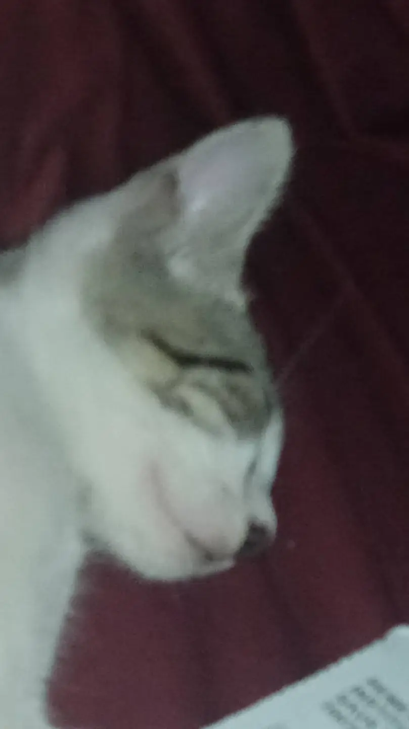 ai character: João Paulo background