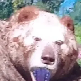 chat with ai character: Freddy the grizzly