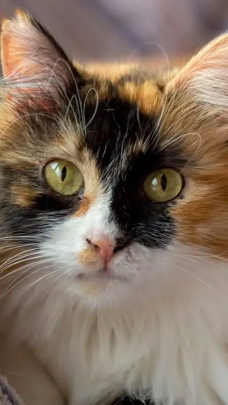 Talkie AI - Chat with your pet cat