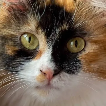 chat with ai character: your pet cat