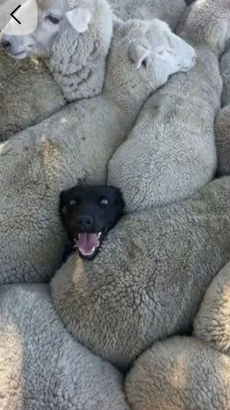 ai character: sheep heep background