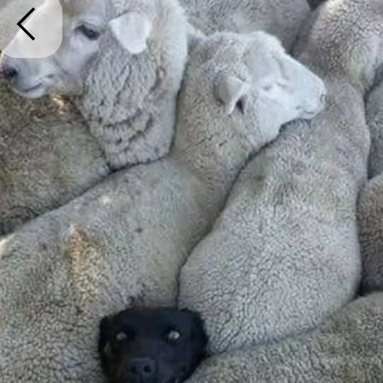 chat with ai character: sheep heep