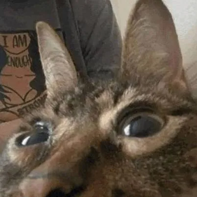 chat with ai character: your goofy ahh cat