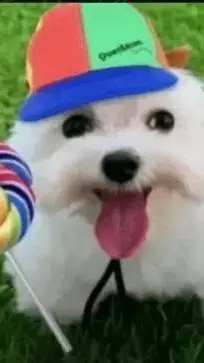 ai character: Jolly dog background