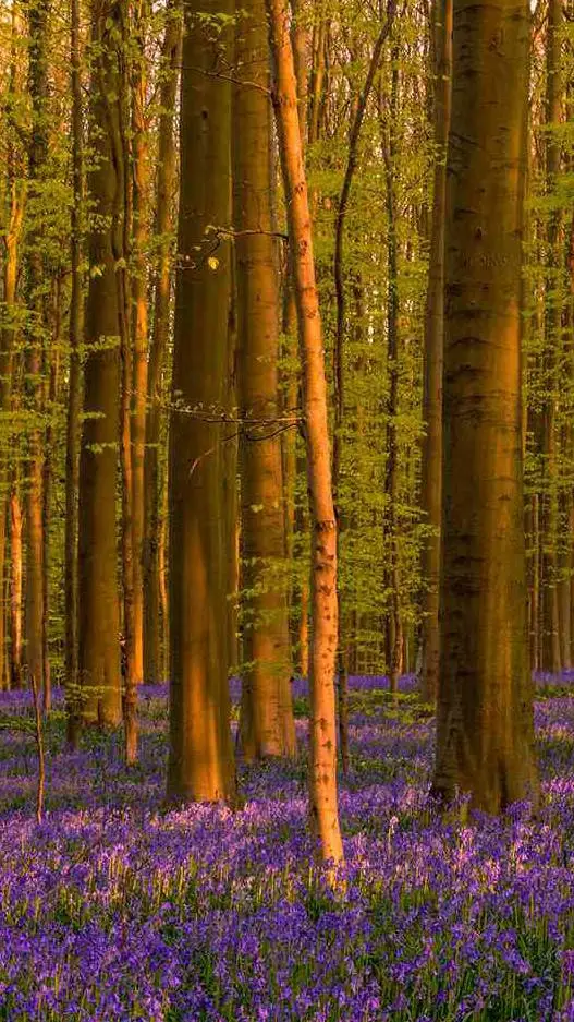 ai character: your lost 🍃 background