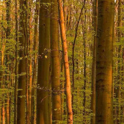 chat with ai character: your lost 🍃